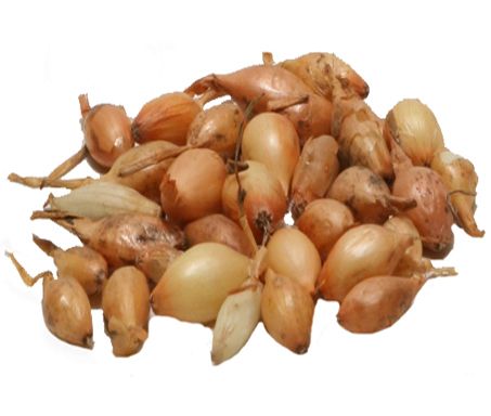 Prodej Cibule Sazecky () Prodej Cibule Sazecky
